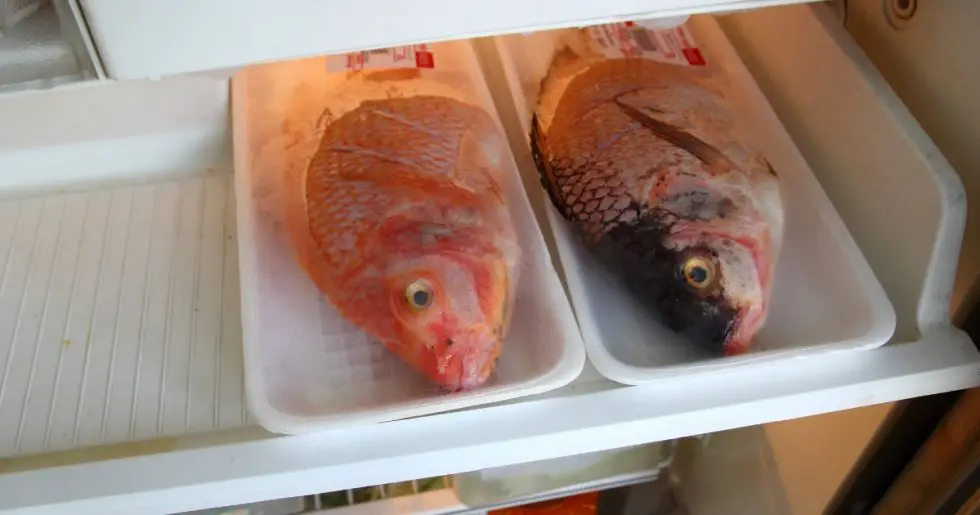 The Right Way To Defrost Frozen Fish Warm, Cold Water or Microwave? Madam Ng Recipe